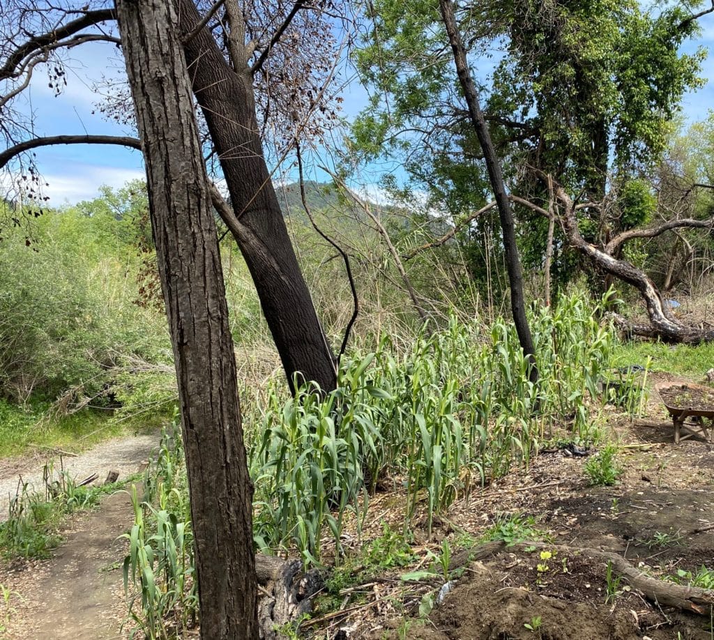 Fighting Invasive Species and Fire - Russian Riverkeeper